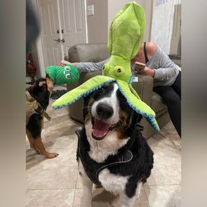 Just sharing some Rupert cuteness to brighten your day! Xmas 2022